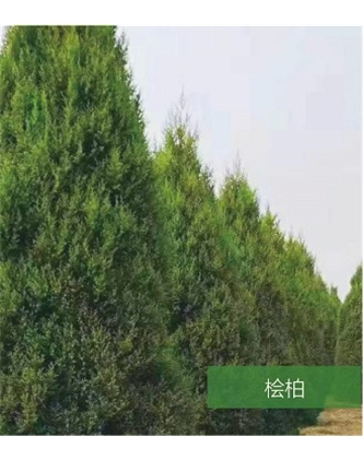 標題：名貴樹種
瀏覽次數(shù)：1271
發(fā)表時間：2020-10-17